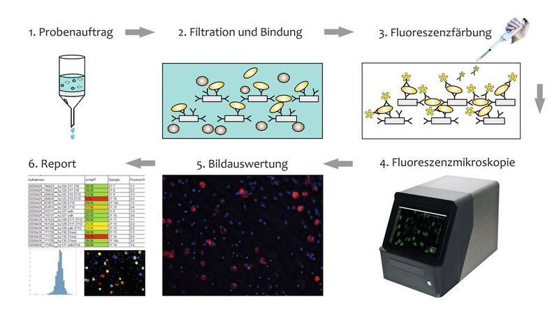Abb. 2: Schematischer Ablauf von Immunofiltration und Filtermikroskopie (Bild: fzmb)