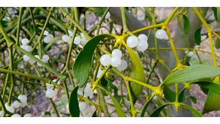 Nahaufnahme der Mistelbeere (Bild: Nils Horbelt/Max-Planck-Institut für Kolloid- und Grenzflächenforschung)