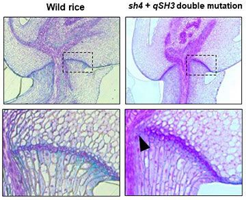 Wild rice plants with the double mutation exhibited slight abscission layer inhibitions around the vascular bundles (as indicated by the arrowhead) and it was determined that the seed was attached to the rachis. However even with this partial abscission layer junction, the seeds still tend to fall easily in a natural environment. (Source: University of Kobe)