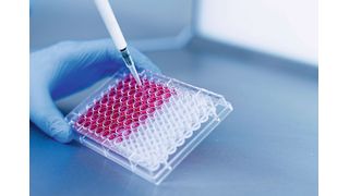 Abb. 1: Ein junges Start-Up aus Düsseldorf bietet in-vitro-Methoden zur Bewertung des DNT-Potenzials von Umwelt-, Arzneimittel-, Kosmetik- und Nahrungsbestandteilen an.  (Bild: © murat - stock.adobe.com)