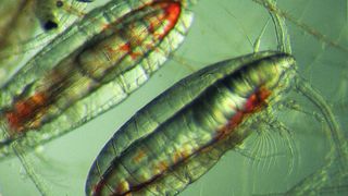 Ruderfußkrebs Calanus finmarchicus (Scottish Association for Marine Science (SAMS) / David Pond)