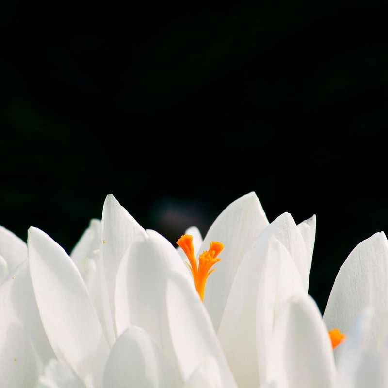It takes nearly 200,000 crocus flowers to produce 1 kg of saffron.