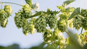 Hopfen ist durch den Klimawandel bedroht. Um gezielter neue und robuste Züchtungen zu erhalten, haben Forscher nun eine genetische Karte des Hopfens erstellt (Symbolbild). (Bild: frei lizenziert (Meg MacDonald))