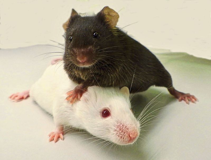 Mäuse der Stämme „Black-6“ (schwarz) und „PWD“ (weiß). Beide Zuchtlinien unterscheiden sich wesentlich in ihrer Anfälligkeit für Krebs.  