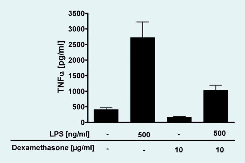 Abb. 3 TNFa-Produktion in PCLS nach Inkubation mit Endotoxin (LPS) mit oder ohne Dexamethason. (Archiv: Vogel Business Media)