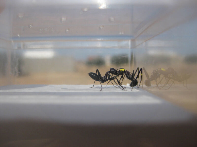 Wüstenameisen in einer Box: Der getragenen Ameise wurden die Augen „verbunden“ (gelbe Farbe). (Institut für Neurobiologie)