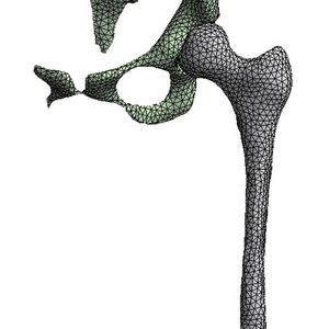 Die vernetzte Geometrie; zwischen Pelvis und Femur wurde ein Gelenk definiert.