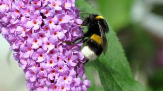 UFZ-Wissenschaflter haben die Verbreitung der Hummeln in Europa und Nordamerika untersucht. (Bild: UFZ)