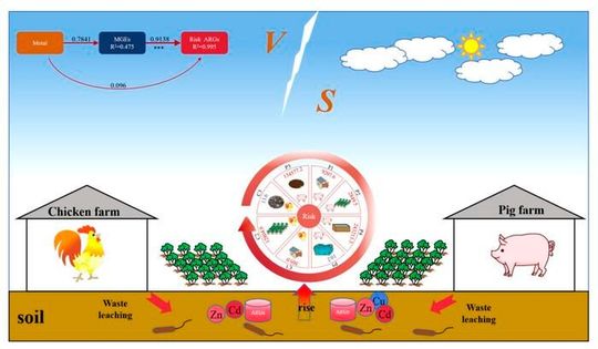 Heavy metals and antibiotic resistance genes in large-scale livestock farming environments: pollution characteristics, driving factors, and risks to humans. (Source:  Wenbin Liu, Wenguang Zhou, Chenxi Fu, Jianfeng Yu, Gaijuan Hou, Meiyan Zhang, Liujie He & Huijun Ding)