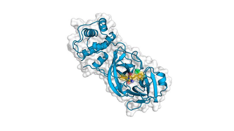 During the first months of the pandemic, researchers were able to determine the structure of the coronavirus. (Uppsala University)