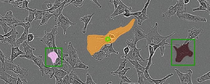 Das von Wissenschaftlern aus Göttingen entwickelte Programm μSAM soll die schwierige Aufgabe der Zellanalyse automatisieren. Das Bild zeigt, wie Zellen in der Phasenkontrastmikroskopie mit μSAM segmentiert werden können. Grüne Punkte und Kästchen zeigen die Benutzereingabe und farbige Masken die entsprechende Vorhersage des Modells. (Bild:  Anwai Archit mit dem μSAM-Tool)