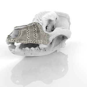 3d Druck In Der Veterinarchirurgie Die Rettung Eines Familienmitglieds