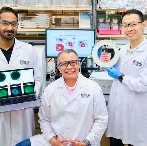 NUS researchers Viresh Krishnan Sukumar (left), Associate Professor Alfredo Franco-Obregón (centre), and Dr Alex Tai (right) showed that the application of brief, intermittent and low intensity magnetic pulses can reprogram immune cells to eradicate breast cancer.(Source:  NUS)