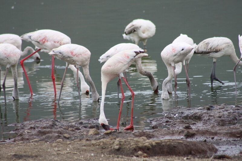 Famingos bei der typischen Haltung der Nahrungsaufnahme. Flamingos haben ein 