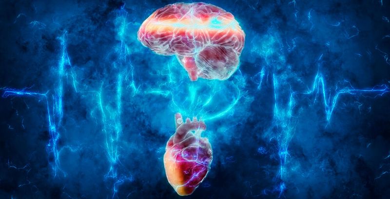 Rhythmische körperliche Prozesse wie Atmung, Herzschlag oder das Pulsieren des Darms können dazu beitragen, die Gehirnaktivität zu organisieren. (Bild:  Andrus Ciprian - stock.adobe.com)