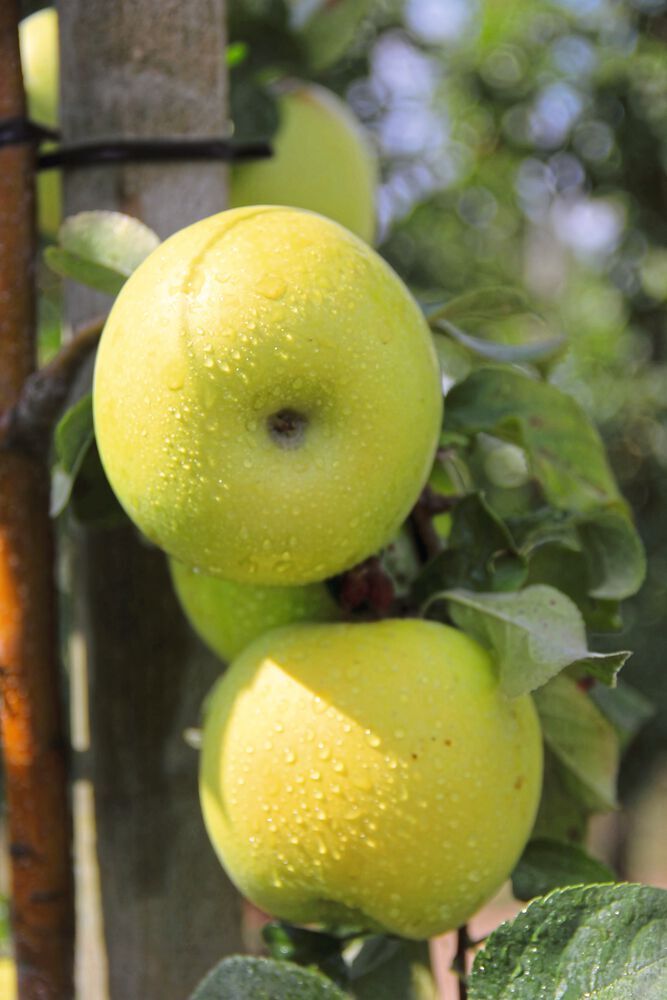 Äpfel der Sorte Pia41 sind grün-gelb gefärbt. Sie verfügen über ein ausgeprägtes Aroma. Das Fruchtfleisch ist saftig-knackig, und die Früchte lassen sich lange lagern. Auch in der Auslage bleiben die Äpfel lange frisch.