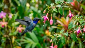 Von der Natur optimiert: Kolibris sind für ihre extreme Leistungsfähigkeit bekannt. (Bild: Gemini / KI-generiert)