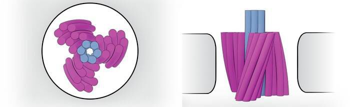 Scientists have created the world’s first working nanoscale electomotor. The science team designed a turbine engineered from DNA that is powered by hydrodynamic flow inside a nanopore, a nanometer-sized hole in a membrane of solid-state silicon nitride. The tiny motor could help spark research into future applications such as building molecular factories or even medical probes of molecules inside the bloodstream.(Source:  DOI: 10.1038/s41565-023-01527-8)