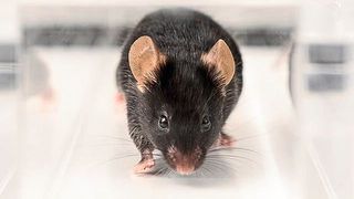 Muskelfasern und neuromuskuläre Erkrankungen können in Zukunft effizienter erforscht werden, ohne eine Vielzahl von Mäusen zu verwenden. (Bild: Universität Basel, Philippe Wiget)