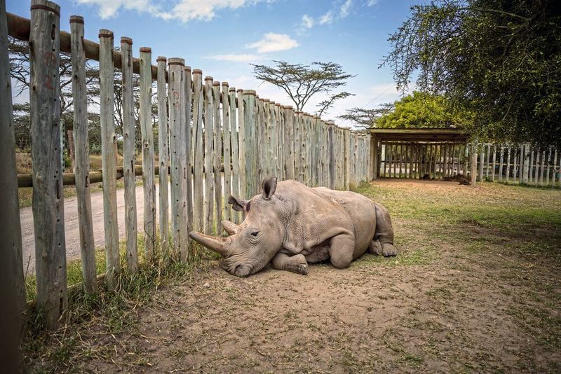 Nashornweibchen Najin im Ol Pejeta Conservancy in Kenia (Ami Vitale)