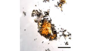 Die Konsortien aus Archaeen und bakteriellen Partnern unter dem Mikroskop. Die schwarzen Stellen sind zum Teil durch elementaren Kohlenstoff so gefärbt. (Gunter Wegener/ Benedikt Geier, MPI Bremen)