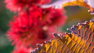 Blätter und Blütenstand der auch als Wunderbaum bezeichneten Rizinpflanze Ricinus communis.  (gemeinfrei)