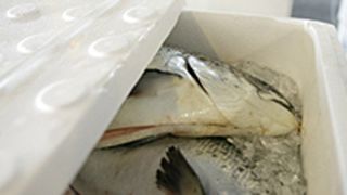 Frischer Lachs hat sieben Tage, danach ist seine Zeit abgelaufen. In dieser Zeit wird er permanent Kontrollen unterzogen, damit eine konstante Kühltemperatur nahe dem Gefrierpunkt eingehalten wird. Bild: Lufthansa Cargo (Archiv: Vogel Business Media)
