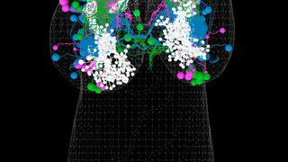 Rekonstruktion des sogenannten Pilzkörper, des Gedächtniszentrums im Gehirn einer Fliegenlarve. (Ausschnitt) (Dr. Katharina Eichler/Universität Konstanz  )