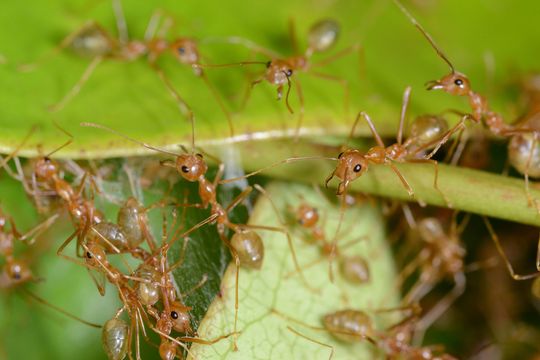 Ameisen blicken auf eine Erfolgsgeschichte der Evolution zurück. Das Foto zeigt Arbeiterinnen der Asiatischen Weberameise bei der Verteidigung ihres Nests (aufgenommen in Queensland, Australien).(Bild:  © Lukas Schrader)