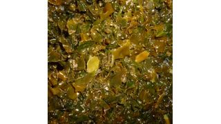 Der Seetang „Ascophyllum nodosum“ ist eine der zwei Arten aus denen die Forscher des Fraunhofer IVV ein Pulver gewinnen, das Lebensmitteln als Salzersatz zugegeben werden kann. (Fraunhofer IVV)