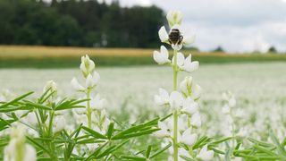 Die Nationale Forschungsstrategie Bio Ökonomie 2030 der Bundesregierung fokussiert auf ein nachhaltiges Wirtschaften mit biobasierten Rohstoffen. (Biolandhof Kelly)