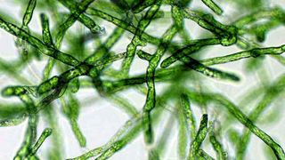 1 Filamentöses Protonema von Physcomitrella patens: Das Moos ist nach der Ackerschmalwand Arabidopsis thaliana, Reis und der Pappel die vierte Pflanze, deren Genom vollständig sequenziert vorliegt. (Archiv: Vogel Business Media)