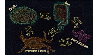 Das Darmmikrobiom tauscht Infomationen mit Immunzellen und sogar dem Gehirn aus. (Bild: Dunn Labortechnik)
