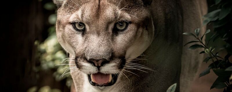 Raubtierblick: Die Sehzellen beispielsweise eines Pumas melden nur Bilddetails ans Gehirn, die sich dynamisch verändert haben. Bisherige KI-Ansätze analysieren hingegen stets komplette Frames und destilieren mit viel Rechenaufwand Unterschiede heraus.