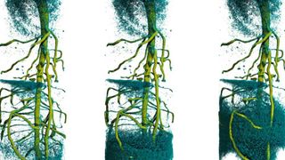 Die zeitaufgelöste 3D-Neutronentomographie zeigt den Aufstieg von deuteriertem Wasser im Wurzelsystem einer Lupinenpflanze. (C. Tötzke/Uni Potsdam)