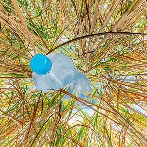 (Universität Hohenheim / Wolfram Scheible (Miscanthus) und Jan Winkler (Flasche), Montage: Elsner)