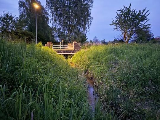 Lighting along riverbanks or streams at night disrupts the exchange of energy and nutrients between bodies of water and their adjacent riparian habitats. This can have far-reaching ecological consequences. (Source:  RPTU)