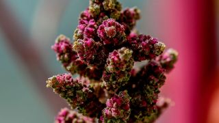 Die tropische Pflanze Quinoa hat ihre Blühzeit an kurze Tage angepasst. ... ((c) Linda Polik)