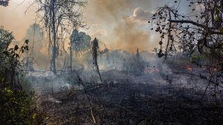 Maßnahmen gegen die Rodung der Regenwälder schützen nicht nur die Atemvielfalt und verlangsamen den Klimawandel, sondern sie retten auch Menschenleben. Eine Studie zeigt: 680 Menschen pro Jahr werden vor den Folgen der Brandrodung geschützt. Dies konnten Wissenschaftler der Universität Bonn in Zusammenarbeit mit Wissenschaftlern der Universidade Federal de Minas Gerais zeigen. (Symbolbild) (Bild: Imago Photo - stock.adobe.com)