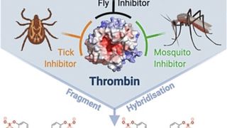 Biobasierter Thrombosewirkstoff mit Dreifach-Wirkung (Bild: Wiley-VCH, Prof. Richard J. Payne et al.; DOI: 10.1002/ange.202015127)