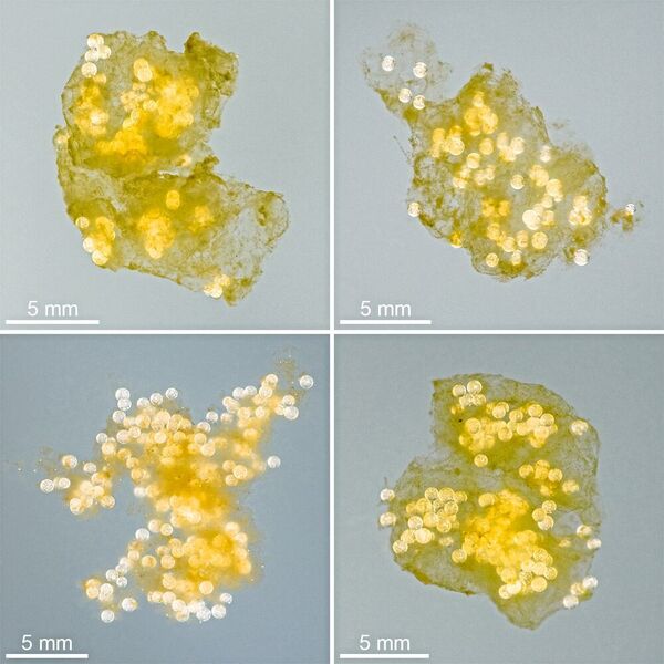 Fotos von typischen aus Plastikkügelchen und biogenen Partikeln bestehenden Aggregaten, die bei den Laborexperimenten entstanden sind. (Jan Michels/Future Ocean)