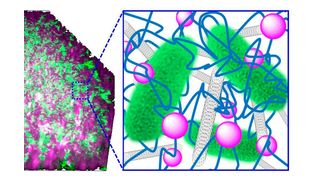Bakterien-Cyborgs: Die Bakterien (grün) sind in einem Kompositmaterial aus Kohlenstoff-Nanoröhrchen (grau) und Kieselsäure-Nanopartikeln (lila) verwoben mit DNA (blau) eingebettet. (Niemeyer-Lab, KIT)