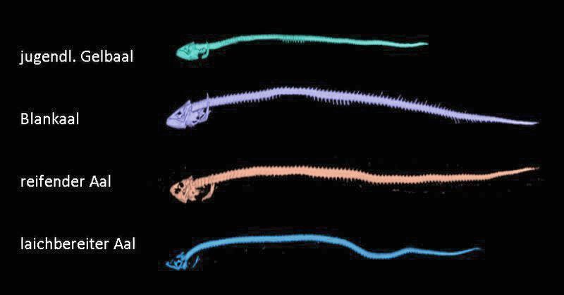 Computertomografische Ansichten der Knochenstruktur von weiblichen Aalen verschiedener Reifestadien. Mit fortschreitender Reife nimmt der Abbau der Knochen zu. (© Freese et al.)