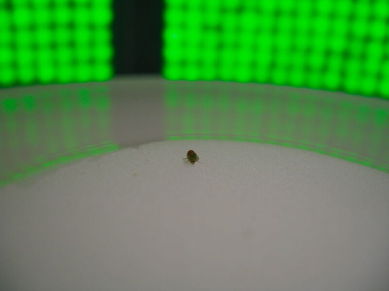 Drosophila-Fliege im Erinnerungstest: Wenn das schwarze Ablenkobjekt auf dem Bildschirm verschwindet, muss die Fliege sich an ihr ursprüngliches Ziel erinnern. (AG Strauss, Johannes Gutenberg Universität)
