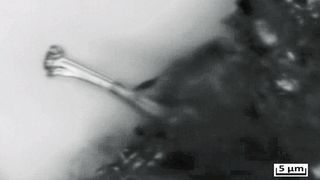 Ein wachsender Dendrit aus Lithium: Lichtmikroskopische Aufnahme während der elektrochemischen Abscheidung des Metalls aus einer Elektrolytlösung.  (Mönig/Kramer, HIU/KIT)