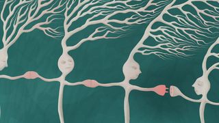 Elektrische Synapsen verbinden Nervenzellen in fast jedem Gehirn, doch sie sind kaum erforscht. Eine Studie zeigt nun erstmals, wo diese speziellen Synapsen im Fruchtfliegen-Gehirn vorkommen und die Gehirnaktivität beeinflussen. (Symbolbild) (Bild: MPI für biologische Intelligenz, i.G. / Julia Kuhl)