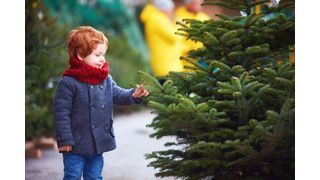 Der Duft von Tannenadeln hat Einfluss auf unser Wohlbefinden und regt auch noch die Immunabwehr an. Zu diesem Ergebnis kommt eine Studie der Abteilung für Psychosomatik des UKR. (Symbolbild) (Bild: © Olesia Bilkei - stock.adobe.com)