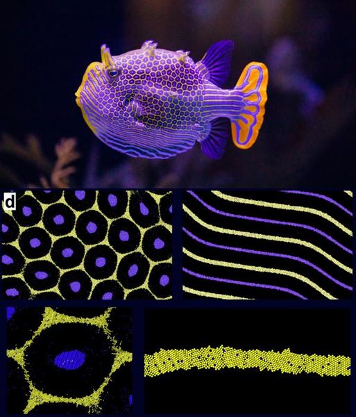 Die Muster der Natur  Von Tigerstreifen bis Leopardenflecken – Tiermuster sind auffällig, aber nie perfekt. Forschende der University of Colorado Boulder haben nun gezeigt, wie diese Unregelmäßigkeiten entstehen.   In ihren Computermodellen lassen sich Zellen wie kleine Teilchen vorstellen, die sich durch Gewebe bewegen. Wichtig dabei: Sie haben unterschiedliche Größen. Wie Ping-Pong-Bälle in einem Rohr stoßen sie aneinander, bilden dickere oder dünnere Linien und verursachen Lücken. So entstehen Flecken, Streifen und Kanten, die natürlicher wirken – mal schärfer, mal mit kleinen Brüchen, wie wir sie bei Zebras oder Leoparden sehen.  Dieses bessere Verständnis könnte praktische Anwendungen haben: etwa Stoffe, die ihre Farbe zur Tarnung ändern, oder Medikamente, die gezielter an den richtigen Ort im Körper gelangen. Die schöne Botschaft: Gerade die kleinen „Fehler“ machen Muster lebendig – und nützlich.   Auf dem Bild zu sehen:   Oben: Ein männlicher ornater Kofferfisch.  Unten: Simulierte Sechseck- und Streifenmuster, erzeugt durch diffusiophoretische Anordnung zweier Zelltypen auf Grundlage chemischer Muster.  