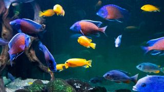 Cichlids and stingrays can perform simple addition and subtraction. (Maria - stock.adobe.com)