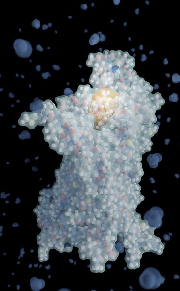 Computermodell eines Bittergeschmacksrezeptors (Mitte) mit dem gebundenen Tripeptid Tri-Tryptophan (oben, gelb-orange). Die Simulation zeigt die Bindung des Peptids in der Rezeptortasche. (Bild:  Florian Bößl / Leibniz-LSB@TUM)